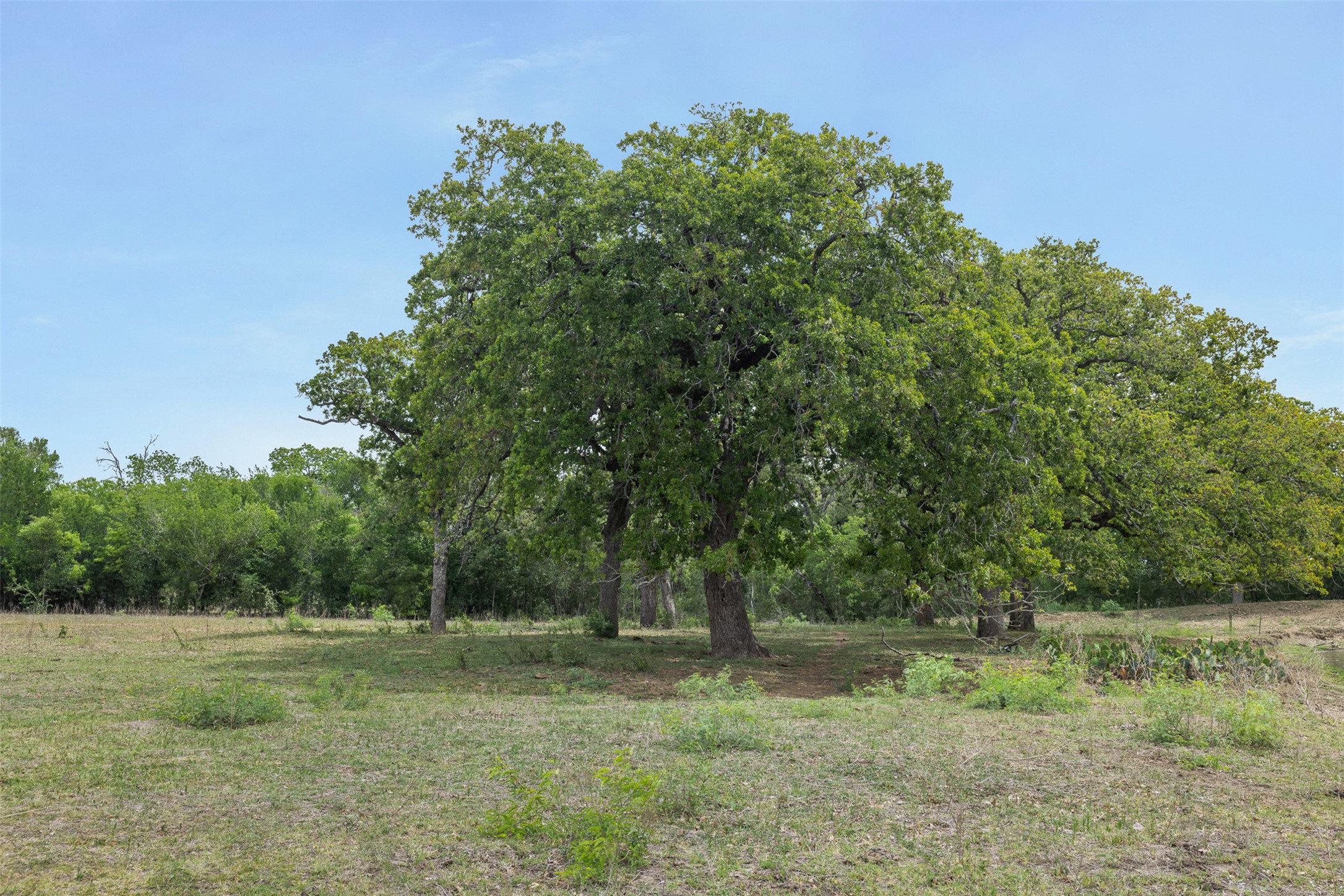 9765 State Park Road Lockhart, TX 78644 - Photo 33 of 40 a big yard with lots of green space and plants