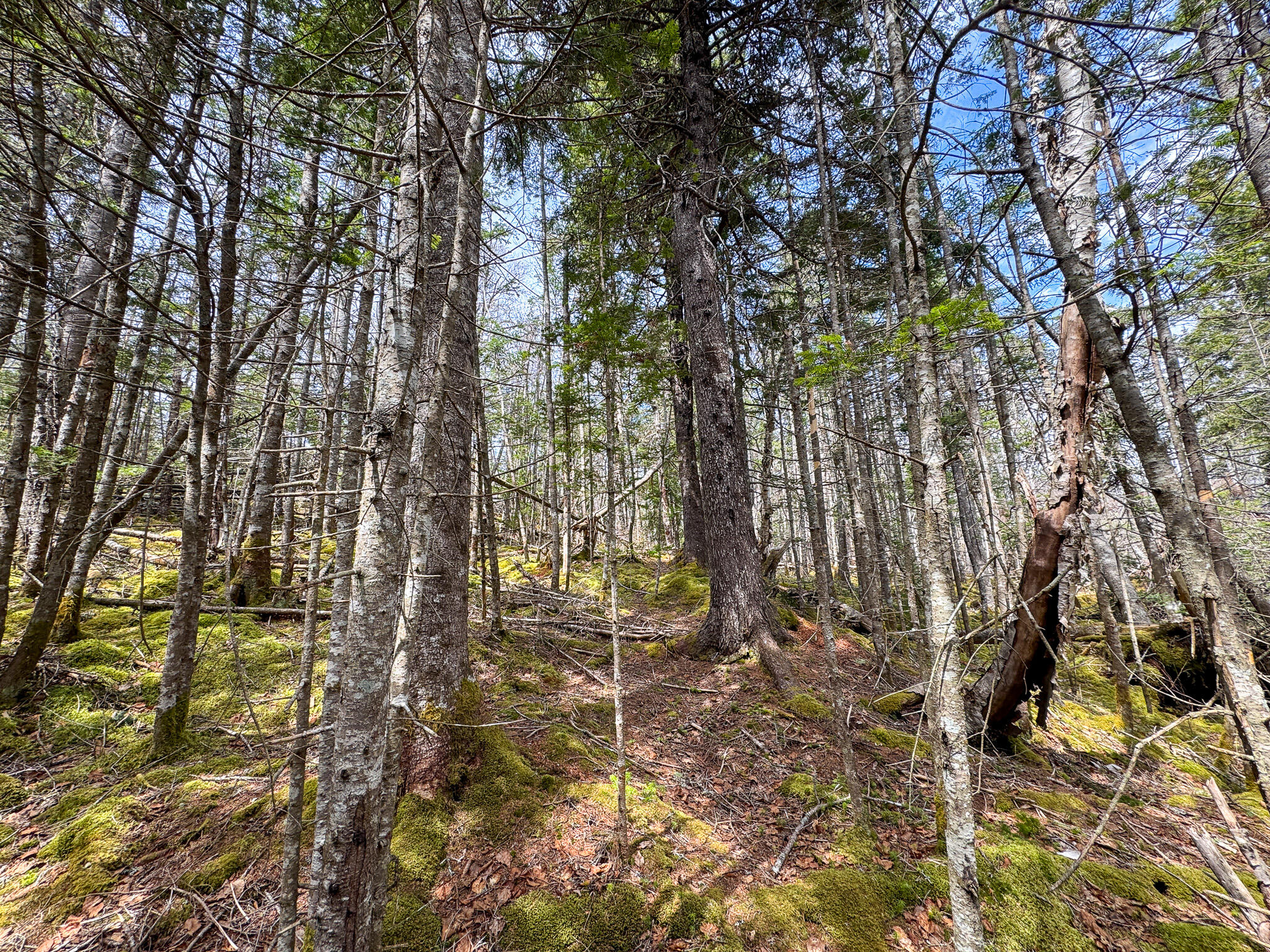Lot 46 Yoho Head Road Machiasport, ME 04655 - Photo 22 of 22 IMG_4723