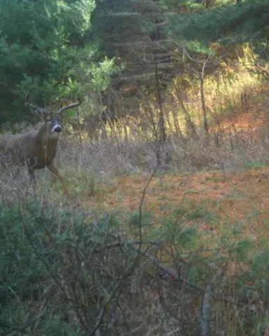 $1,631,000 | E853 Bestul Road, Scandinavia, WI 54977