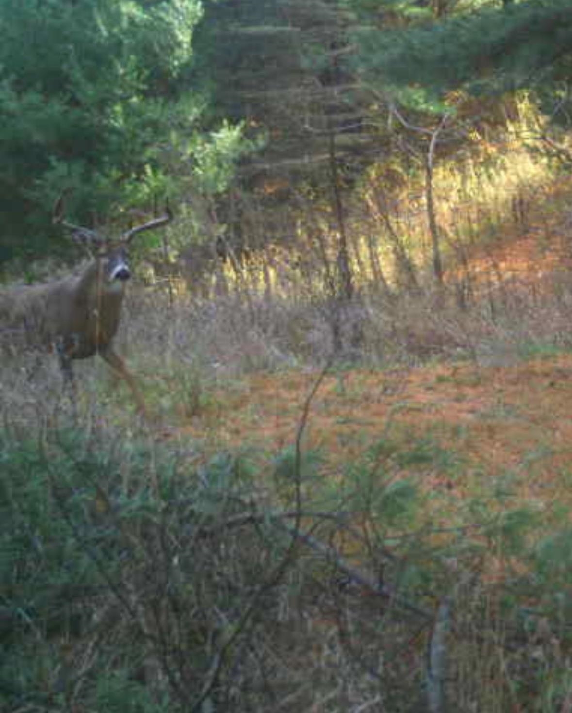 E853 Bestul Road Scandinavia, WI 54977 - Photo 16 of 87