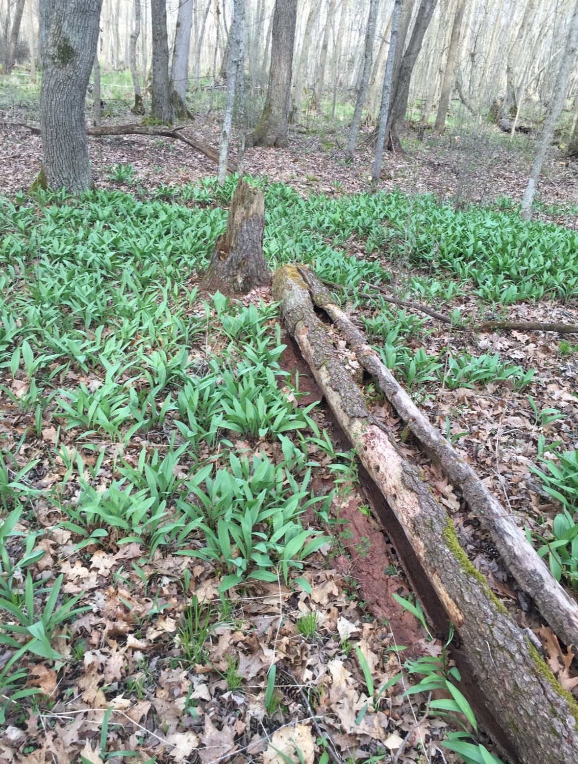 E853 Bestul Road Scandinavia, WI 54977 - Photo 19 of 87