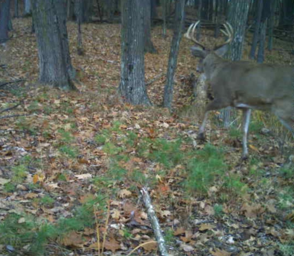 E853 Bestul Road Scandinavia, WI 54977 - Photo 27 of 87