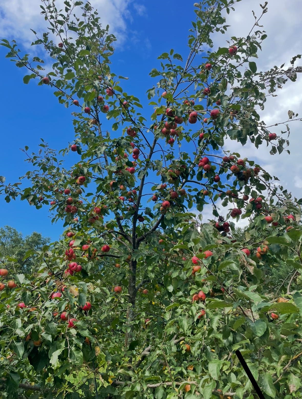 E853 Bestul Road Scandinavia, WI 54977 - Photo 30 of 87