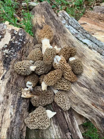 $1,631,000 | E853 Bestul Road, Scandinavia, WI 54977