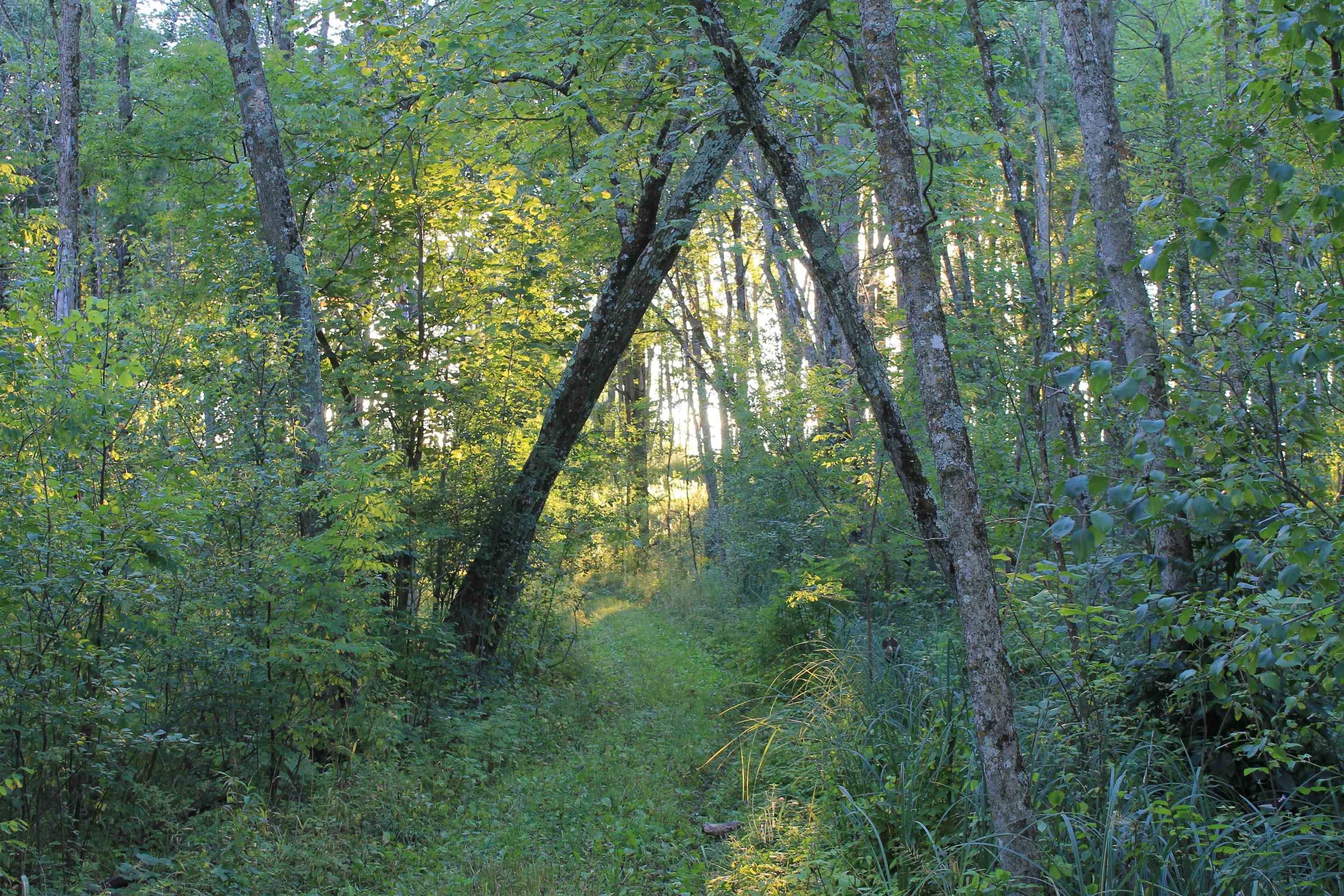 E853 Bestul Road Scandinavia, WI 54977 - Photo 37 of 87