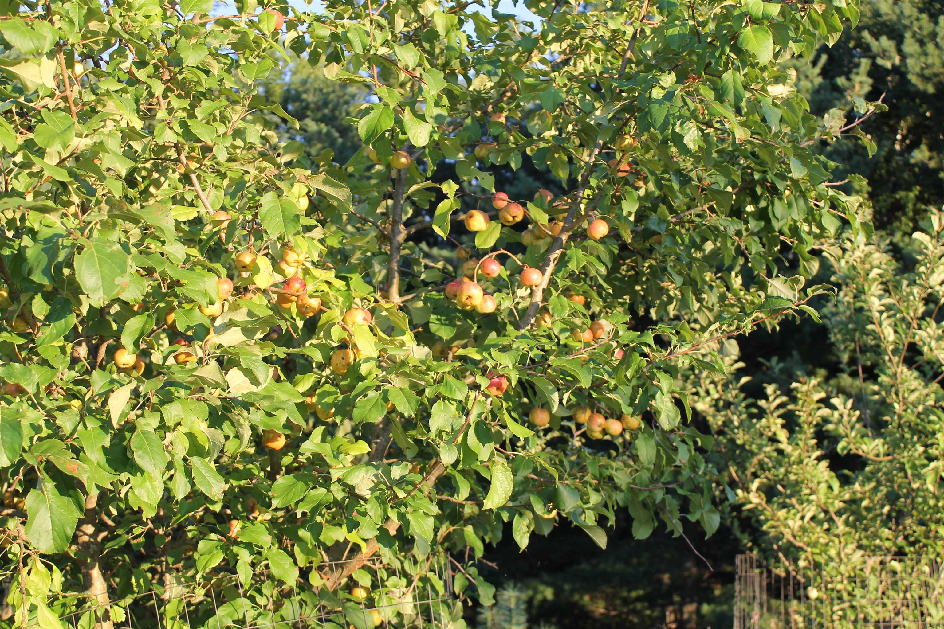 E853 Bestul Road Scandinavia, WI 54977 - Photo 46 of 87