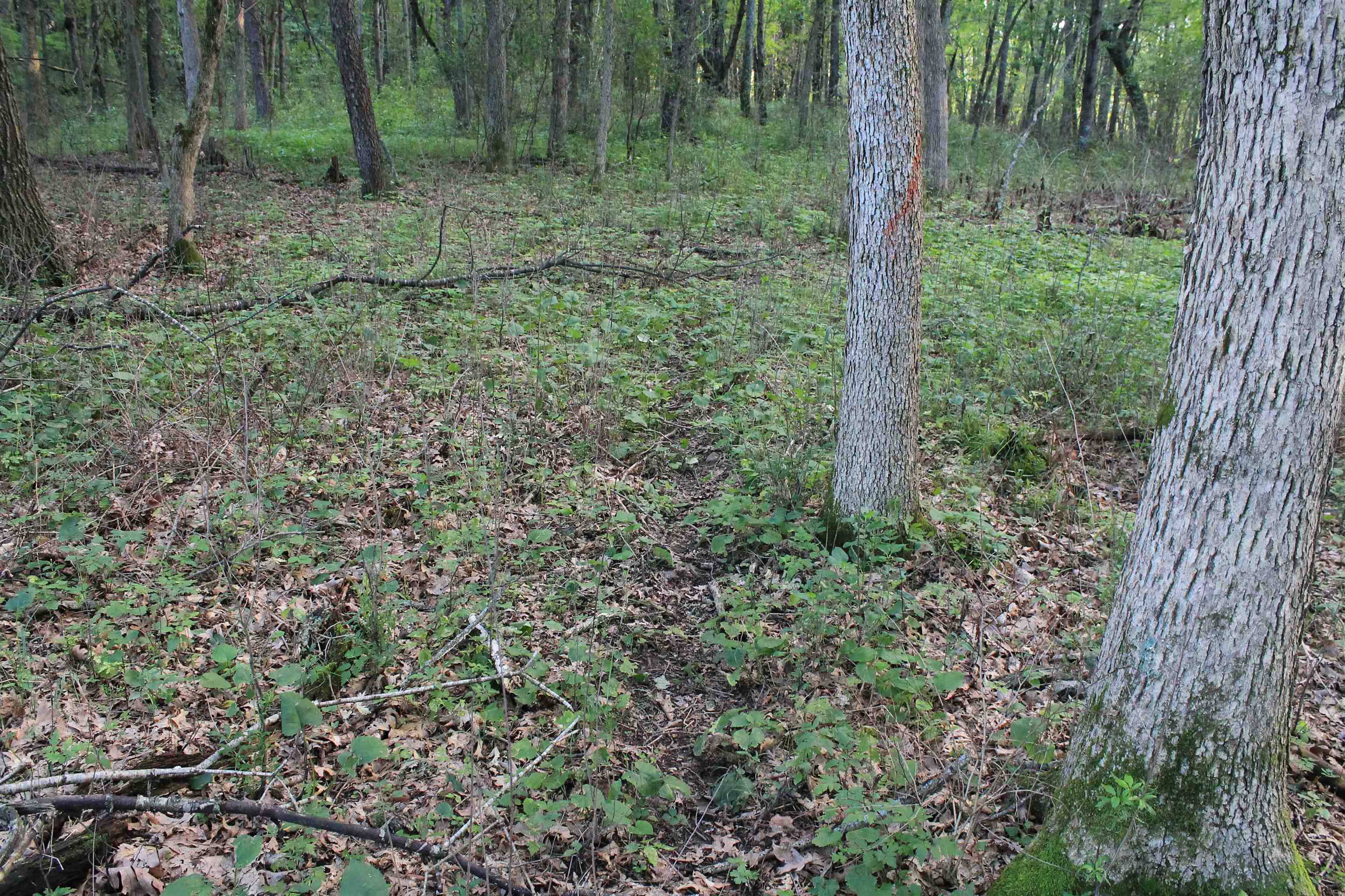 E853 Bestul Road Scandinavia, WI 54977 - Photo 76 of 87