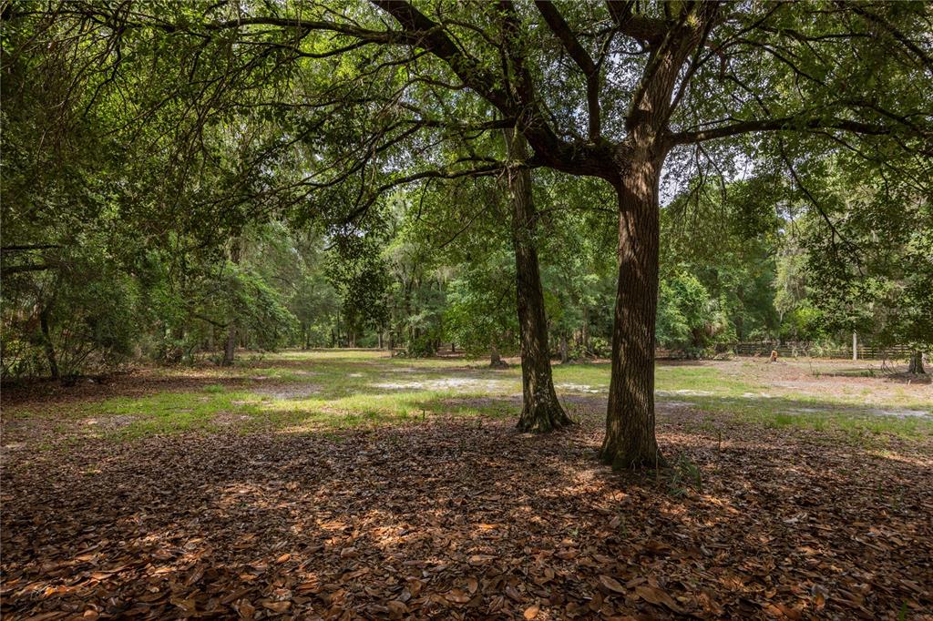 4950 80 Street Chiefland, FL 32626 - Photo 41 of 68 a view of a yard with a tree