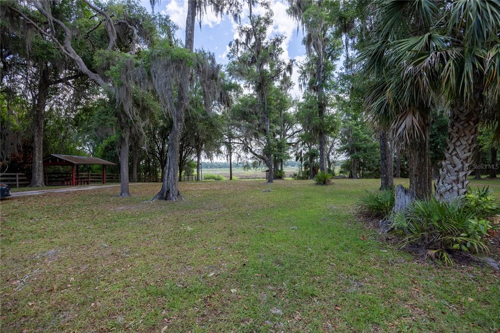 4950 80 Street Chiefland, FL 32626 - Photo 68 of 68 a view of a tree in a yard