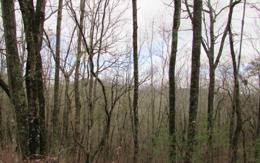 45 Firetower Road Jasper, GA 30143 - Photo 1 of 1 Main View