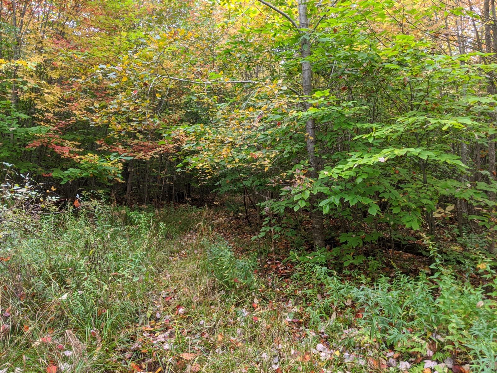 Diller Road Germfask, MI 49836 - Photo 15 of 18 Gallery Image 15