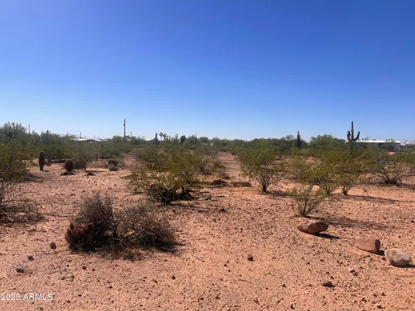 a view of a dry yard with trees