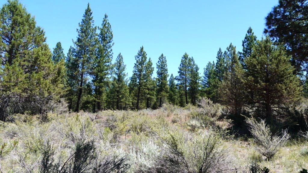 0 Ponina Creek Road Beatty, OR 97621 - Photo 9 of 16 P1200631
