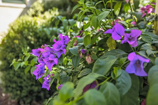 $1,425,000 | 749 B Street, Davis, CA 95616