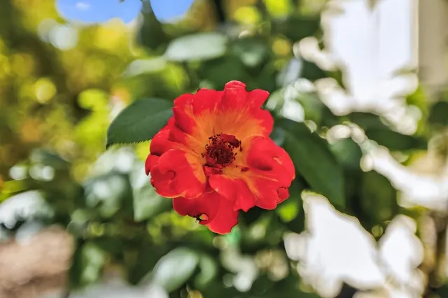 $1,425,000 | 749 B Street, Davis, CA 95616