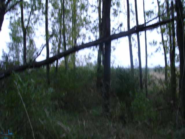 0 Rapson Road Bad Axe, MI 48413 - Photo 6 of 10