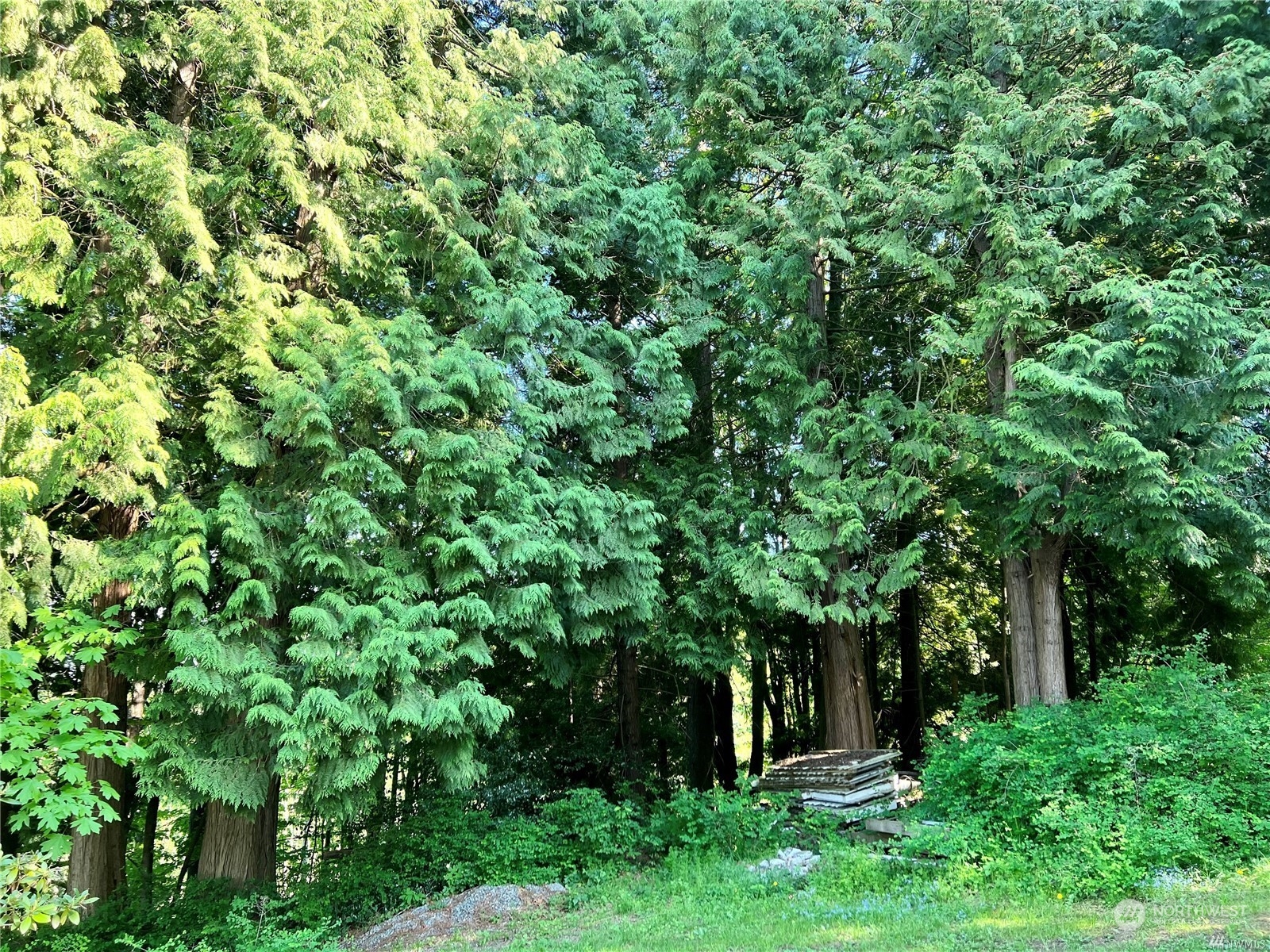 a view of a lush green forest with lots of trees