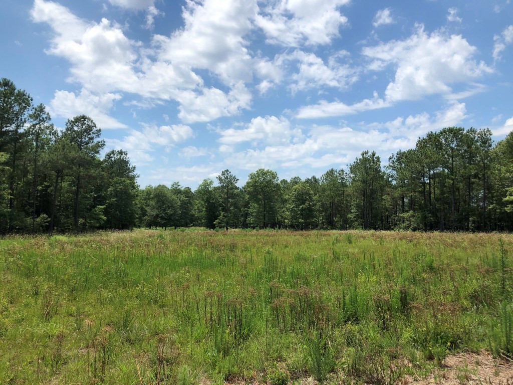 6.33-acres Implement Road Aiken, SC 29803 - Photo 15 of 18