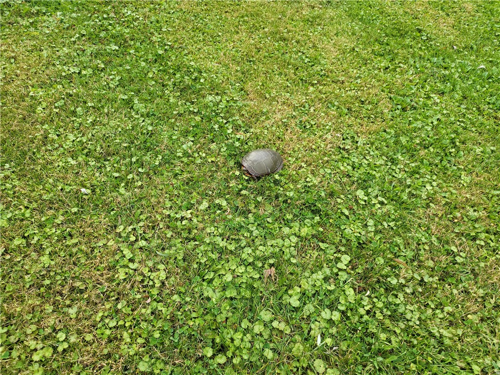 52 Blue Pond Manor Wheatland, NY 14546 - Photo 21 of 27 Turtle Crossing!