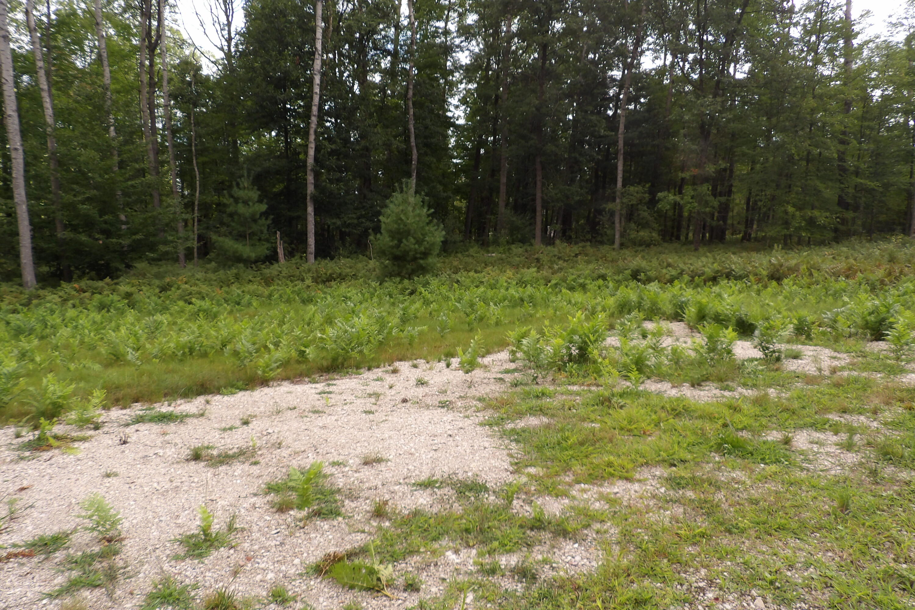 11029 South River Road Evart, MI 49631 - Photo 19 of 67 100_0703