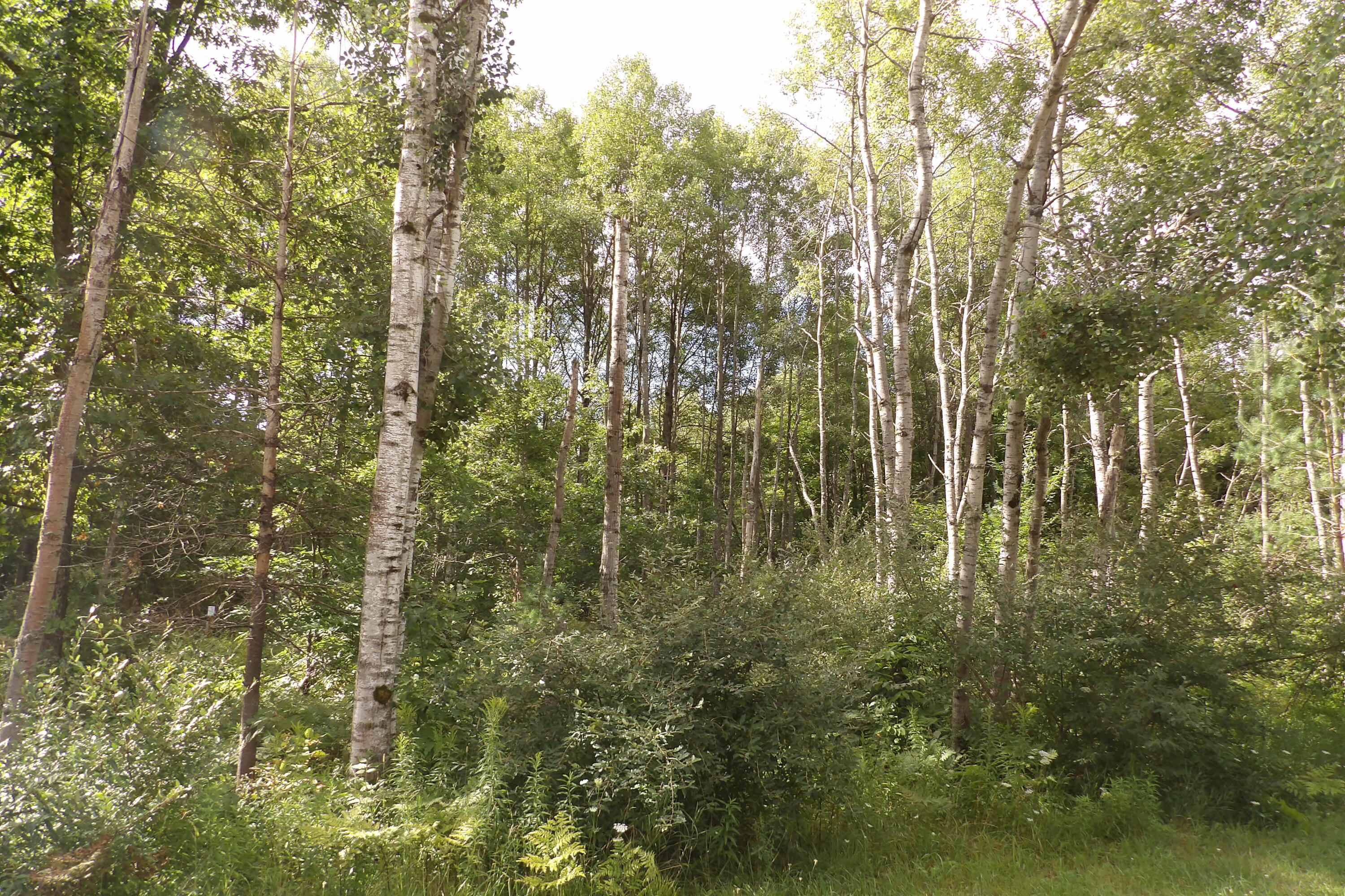 11029 South River Road Evart, MI 49631 - Photo 24 of 67 100_0710