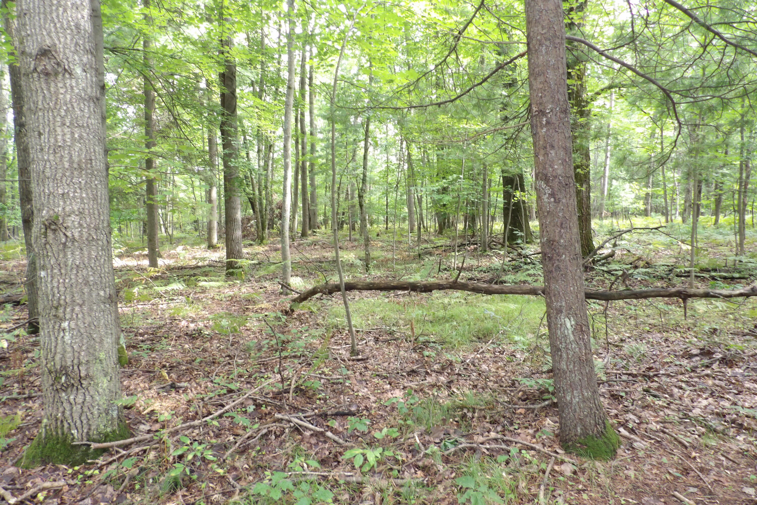 11029 South River Road Evart, MI 49631 - Photo 43 of 67 100_0741