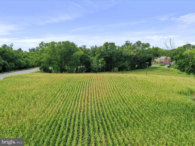 a view of a large trees with lots of trees in the background