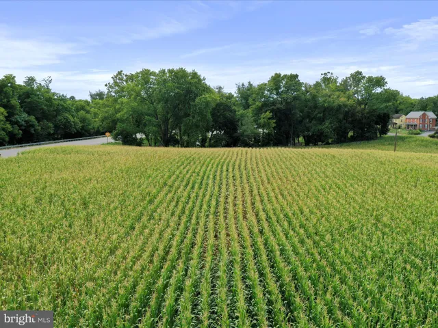 a view of a bunch of trees and bushes