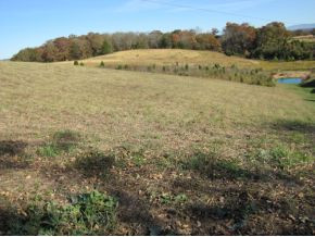 Tbd Billy Bible Road Greeneville, TN 37745 - Photo 8 of 13 Photo 8