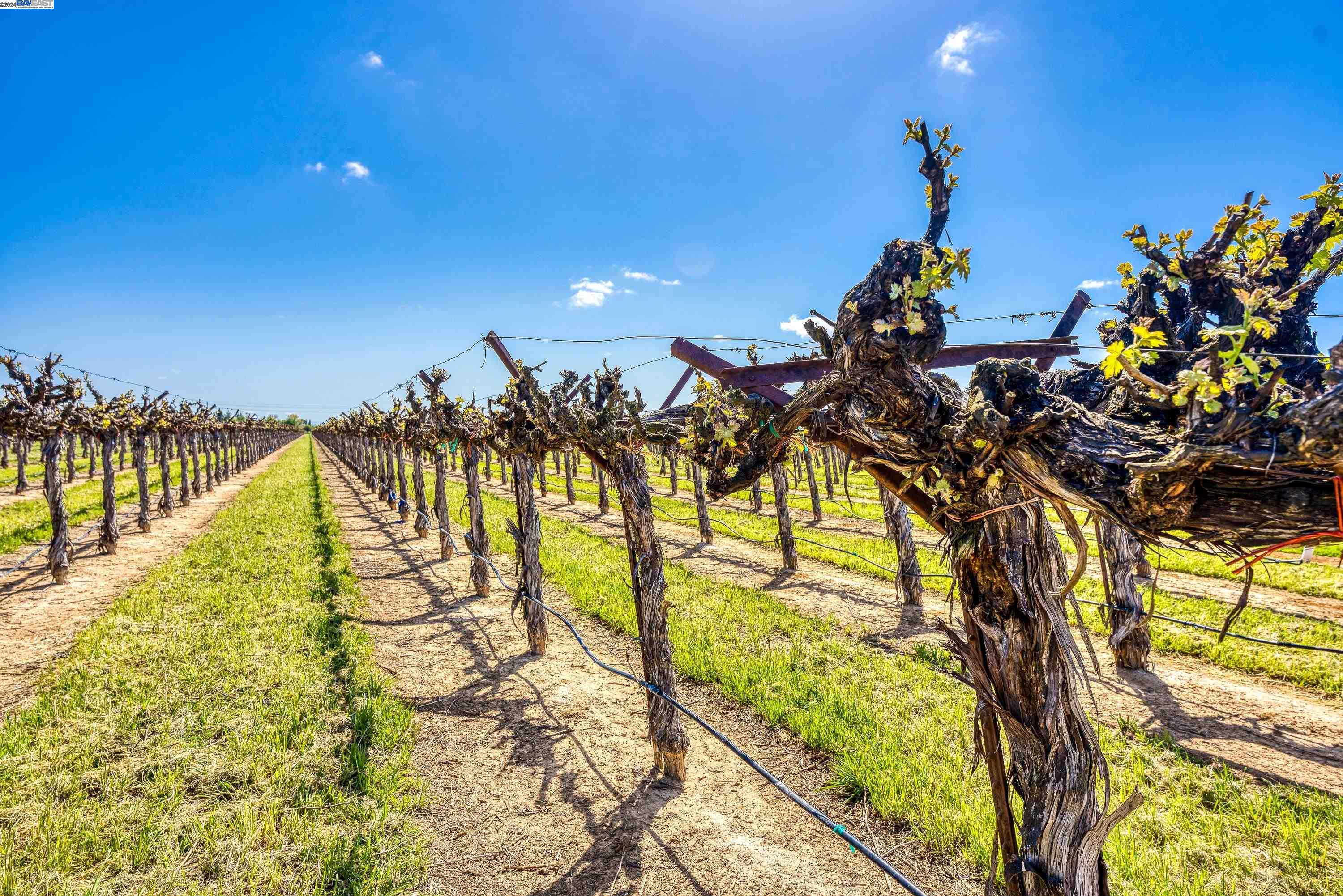 11699 Conley Road Galt, CA 95632 - Photo 12 of 31 a view of a swimming pool with a garden