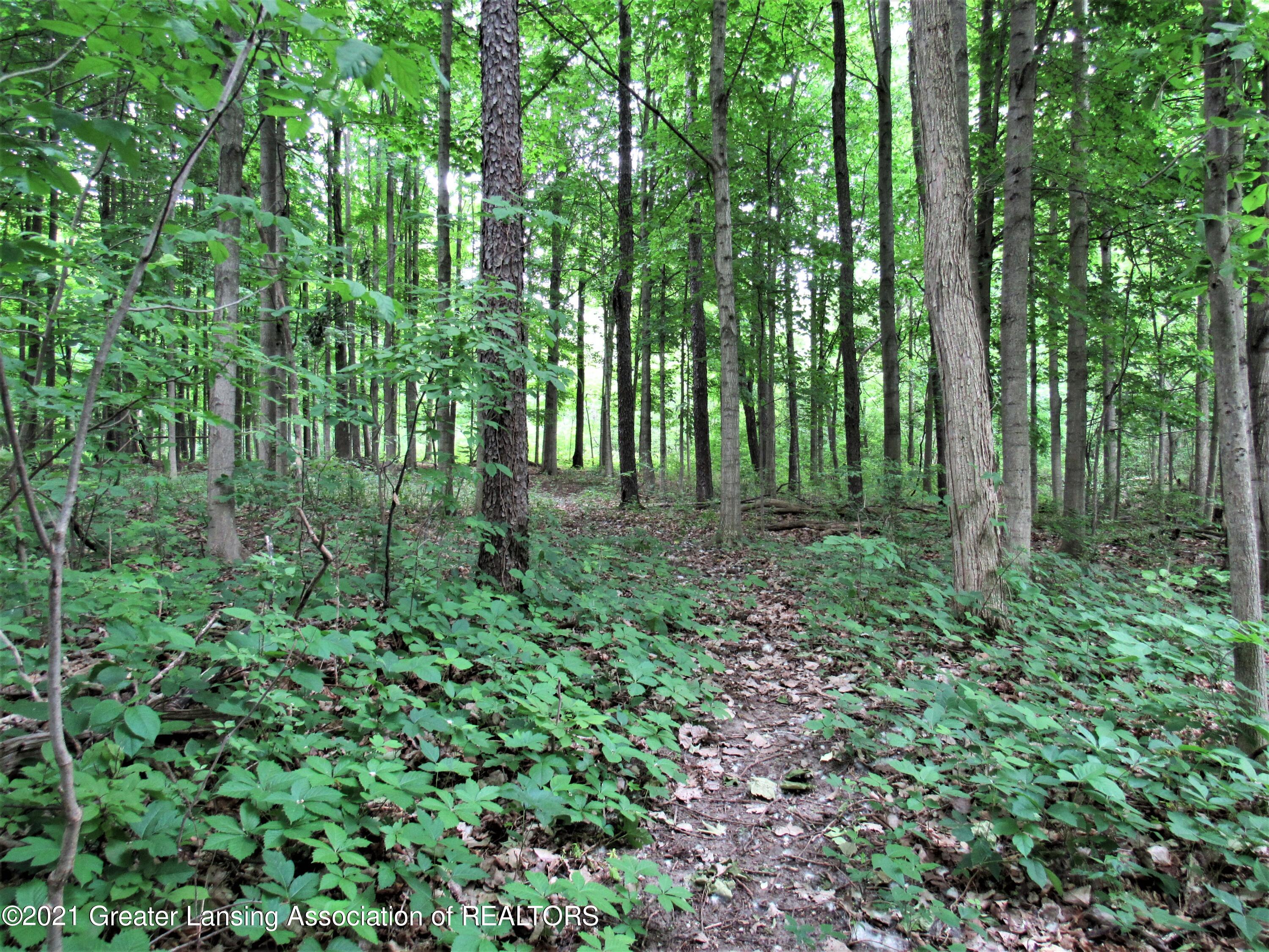 13567 Oneida Road Grand Ledge, MI 48837 - Photo 39 of 46 More of the Woods