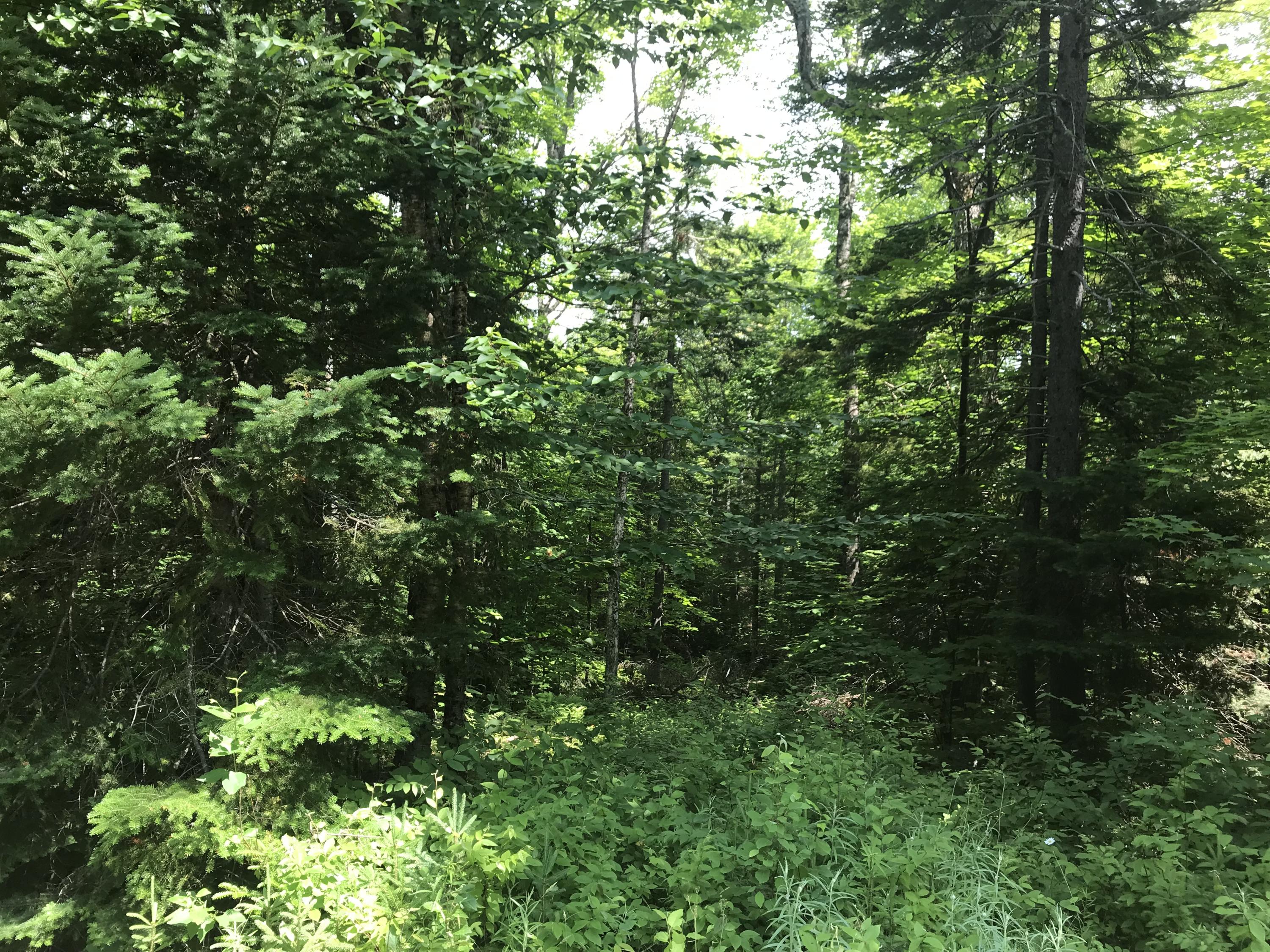 402 Lily Bay Road Greenville, ME 04441 - Photo 4 of 18 550148BA-98AB-496A-9DEE-D6429636BD43