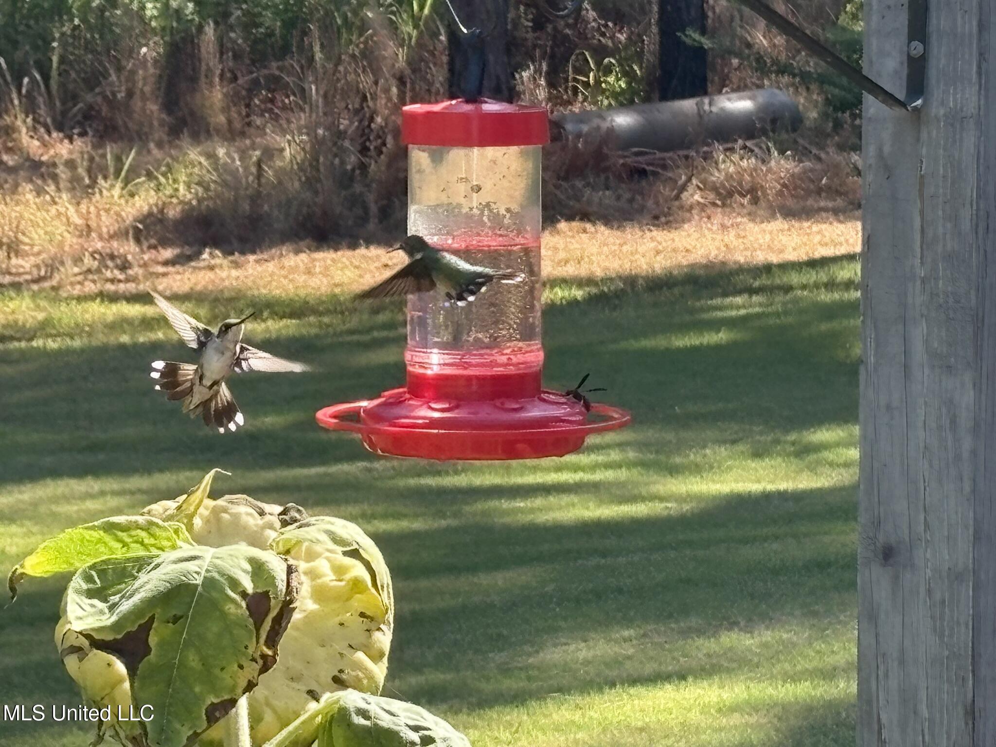 333 Paul White Road Como, MS 38619 - Photo 25 of 53 333 Paul White RD Hummingbirds