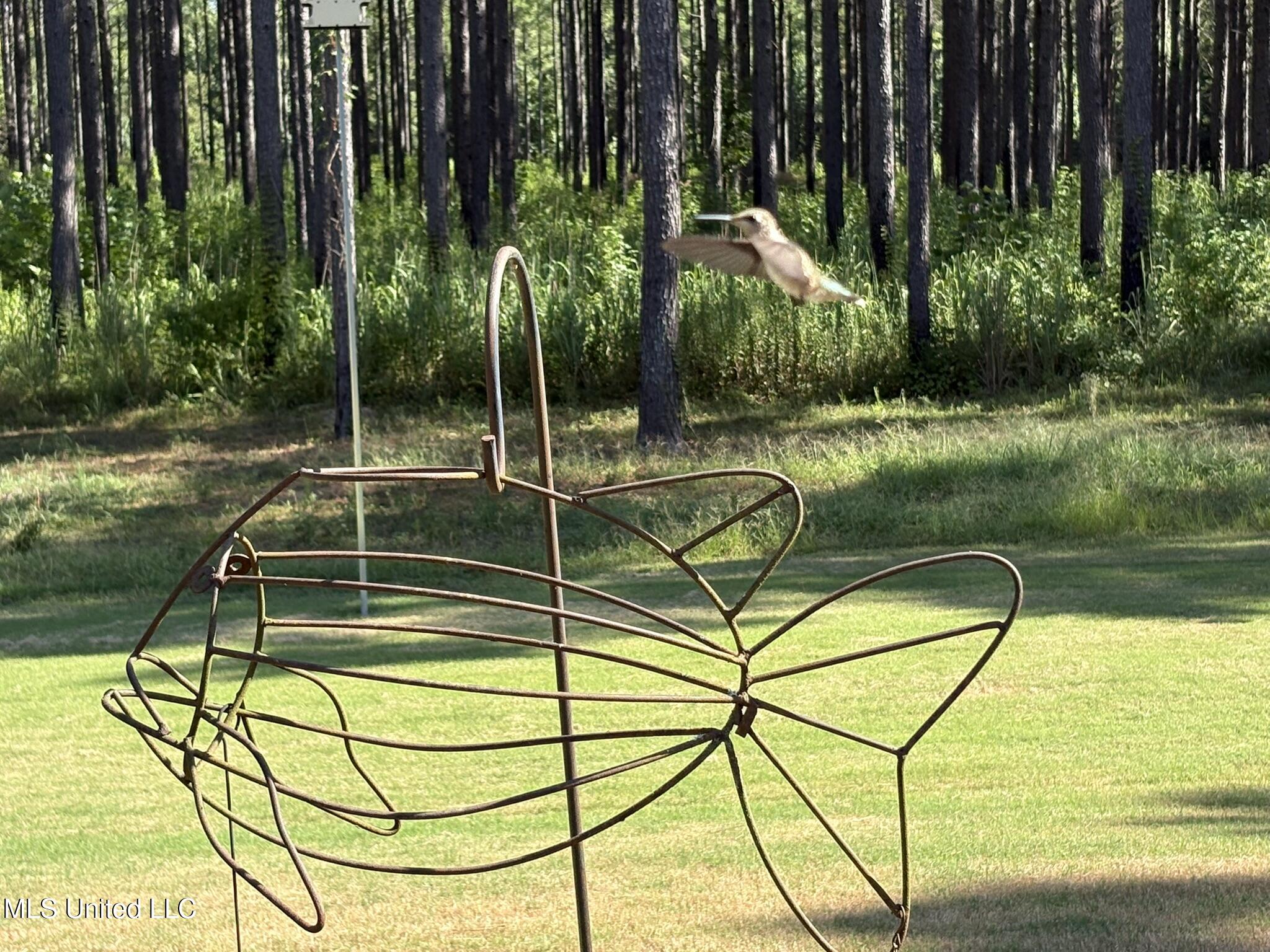 333 Paul White Road Como, MS 38619 - Photo 26 of 53 333 Paul White RD Hummingbirds.JPEG 3
