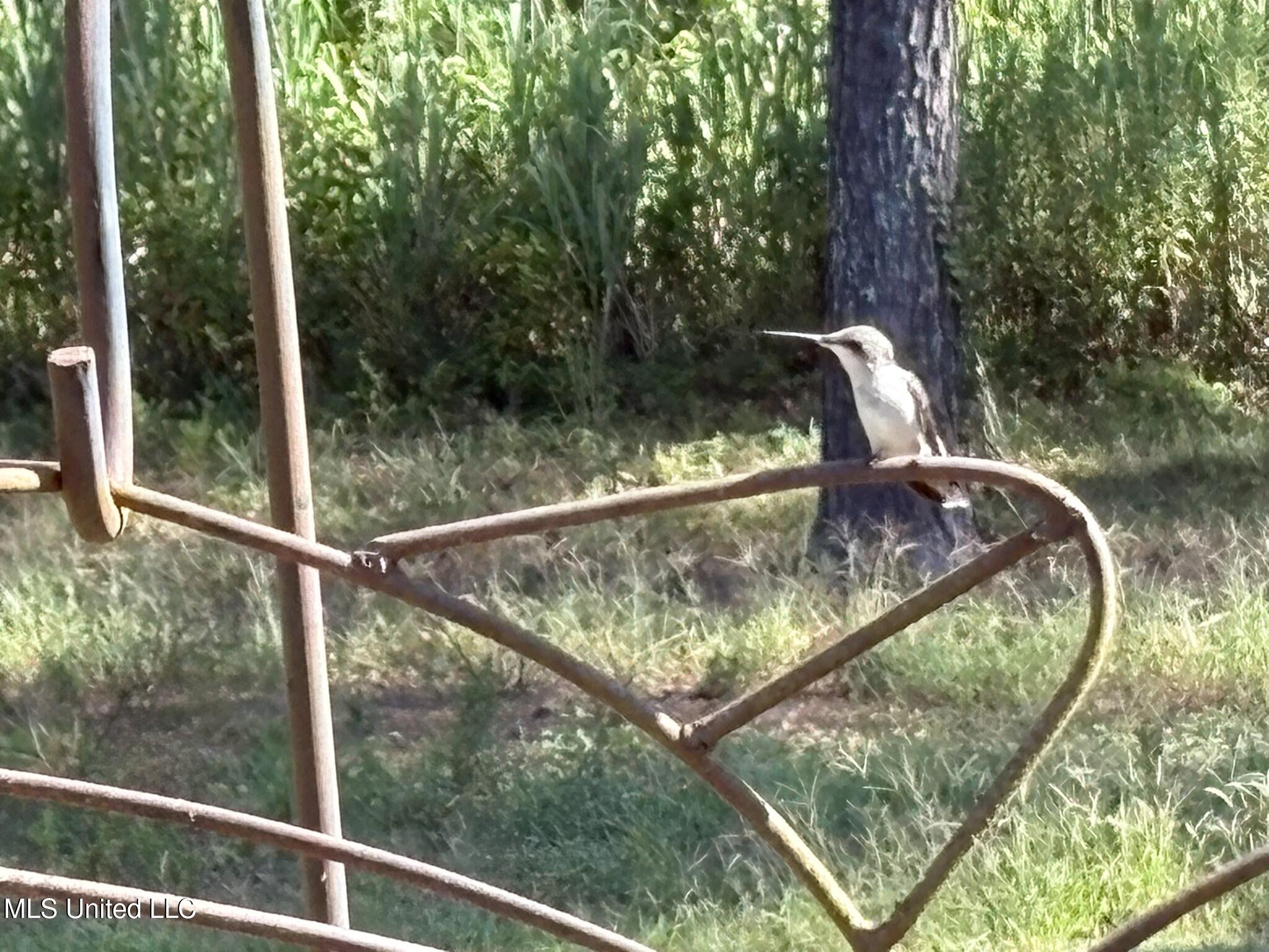 333 Paul White Road Como, MS 38619 - Photo 27 of 53 333 Paul White RD Hummingbirds.JPEG2