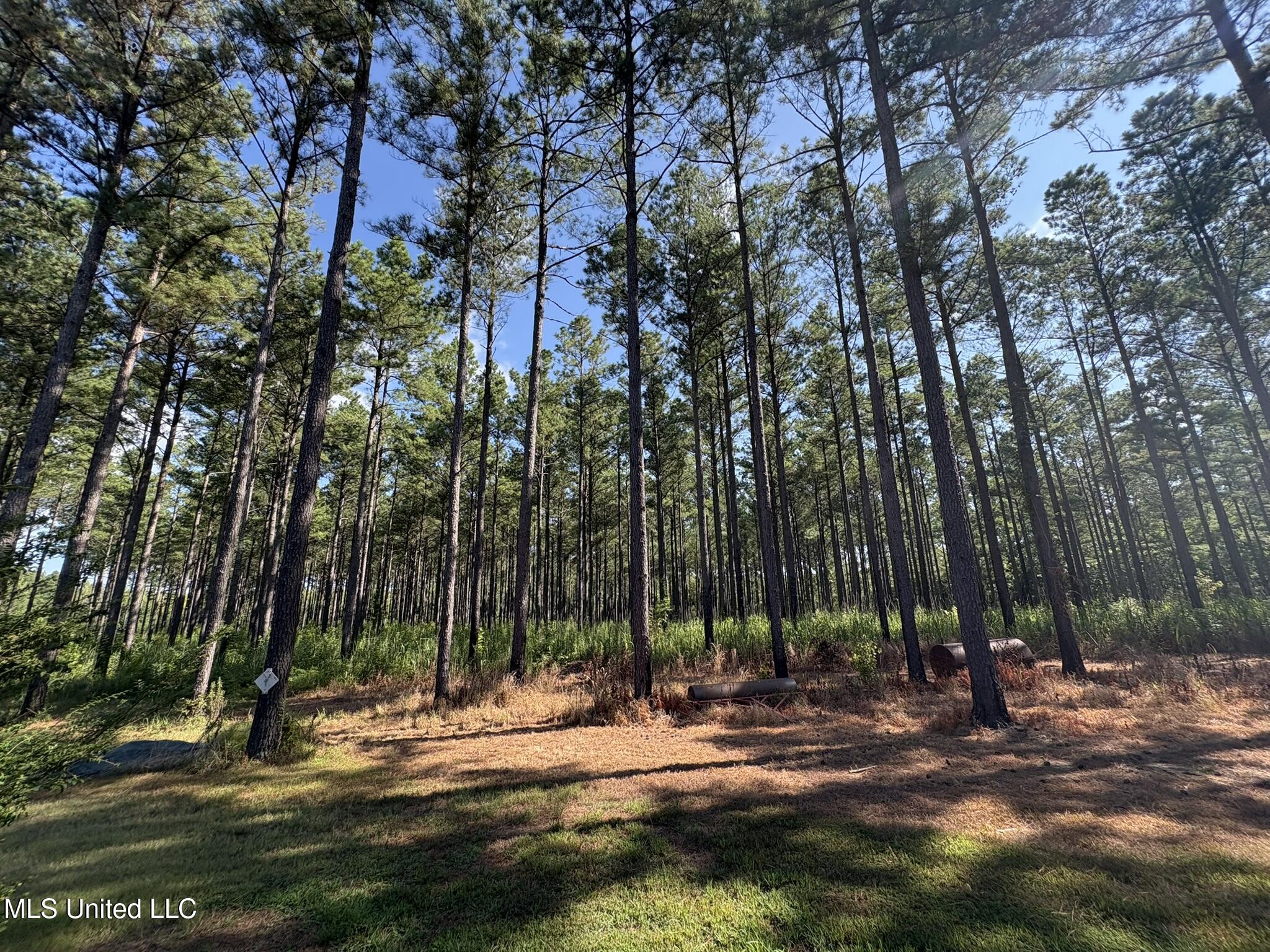 333 Paul White Road Como, MS 38619 - Photo 29 of 53 333 Paul White RD Planted Pines1