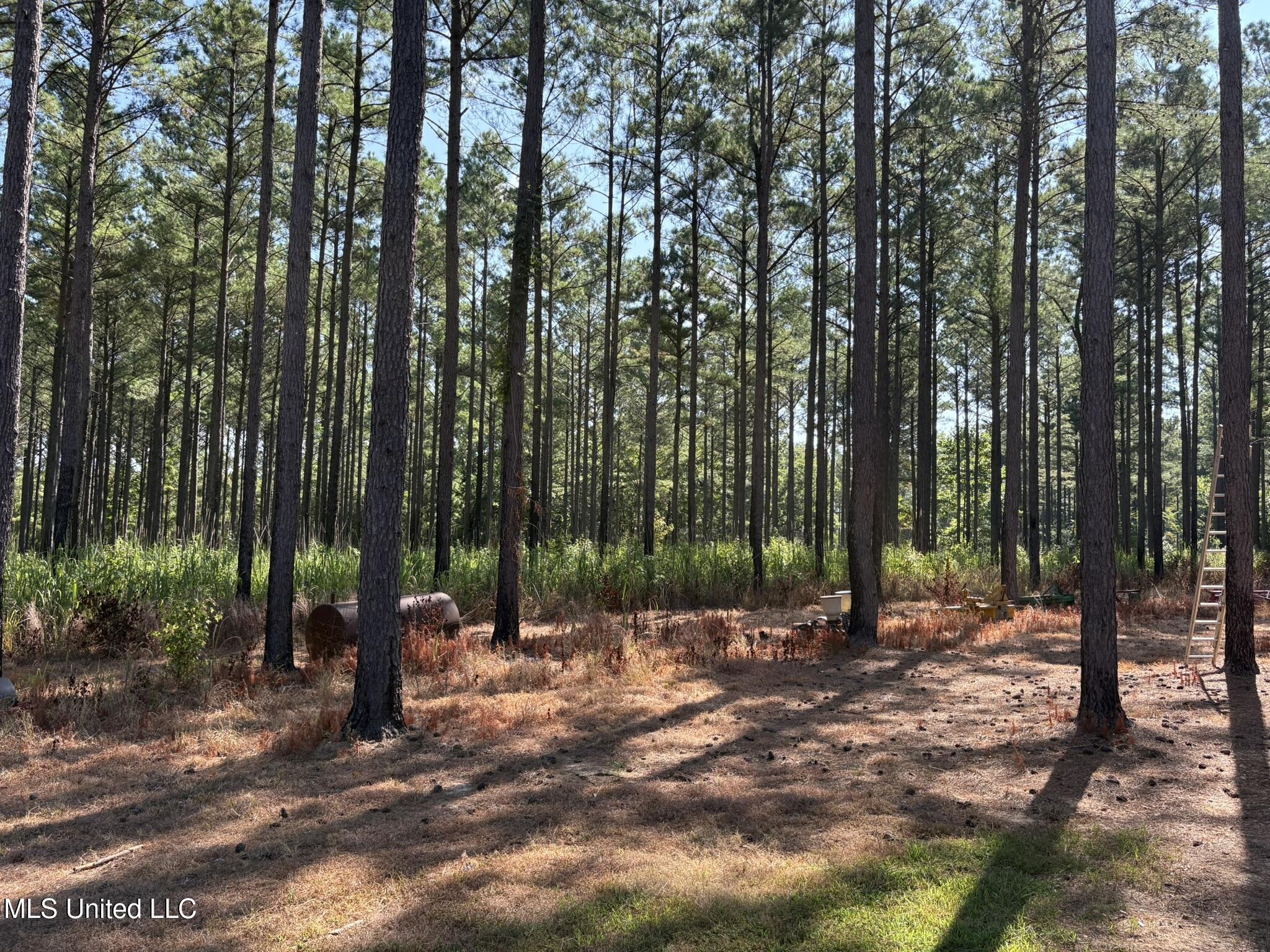 333 Paul White Road Como, MS 38619 - Photo 30 of 53 333 Paul White RD Planted Pines2