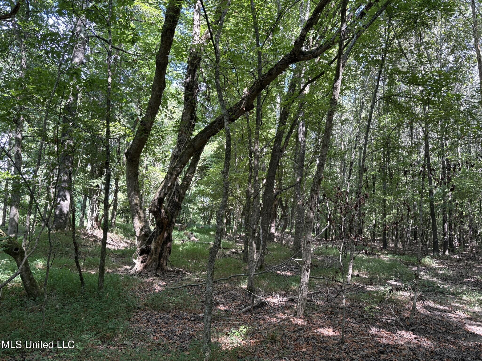333 Paul White Road Como, MS 38619 - Photo 39 of 53 333 Paul White RD Woods1