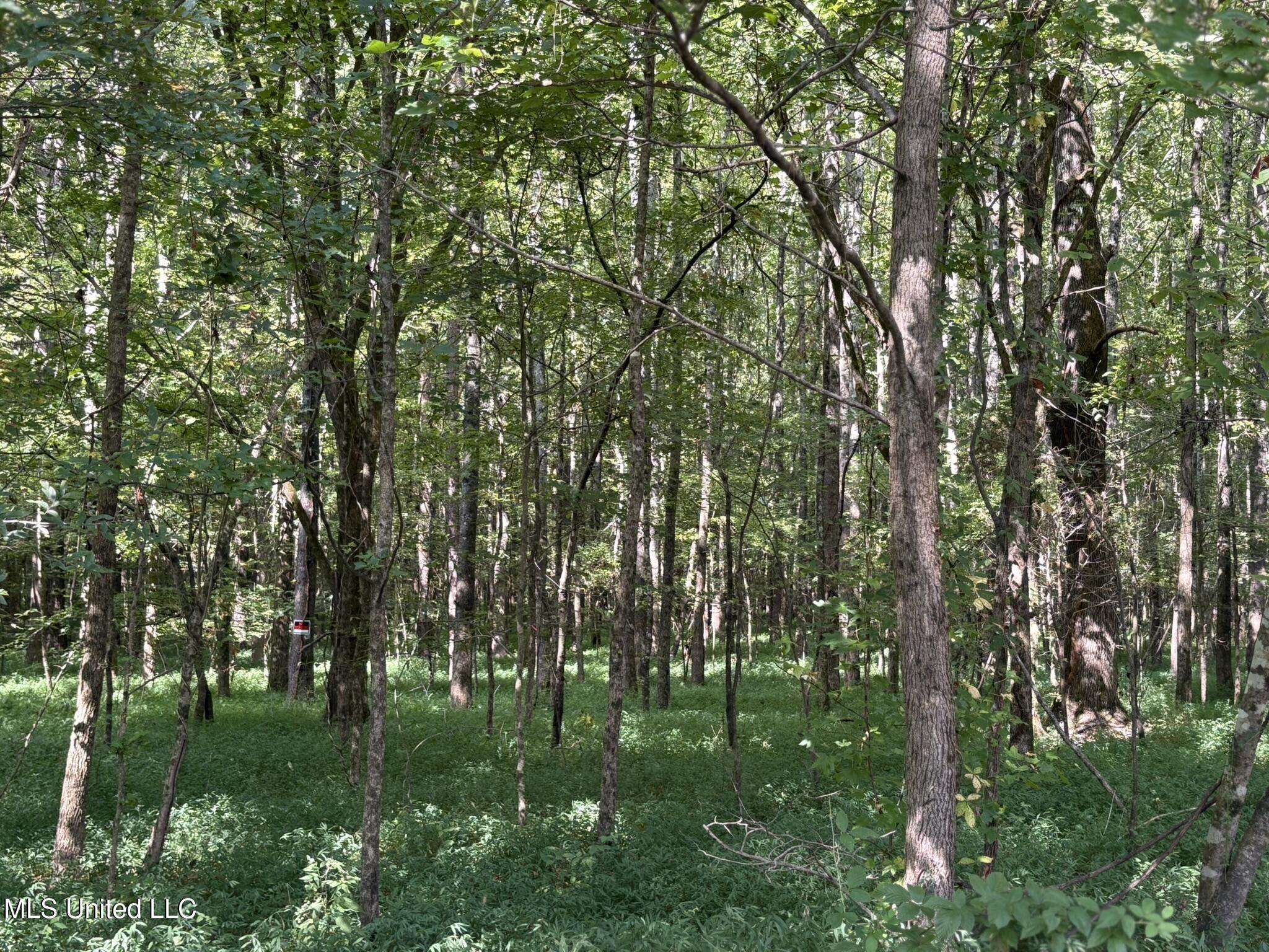 333 Paul White Road Como, MS 38619 - Photo 40 of 53 333 Paul White RD Woods2