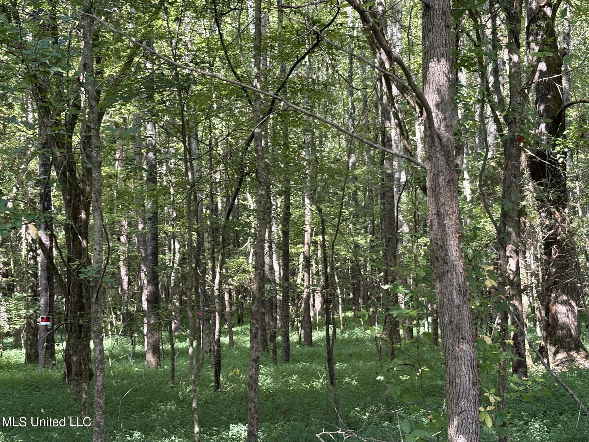 333 Paul White Road Como, MS 38619 - Photo 41 of 53 333 Paul White RD Woods3