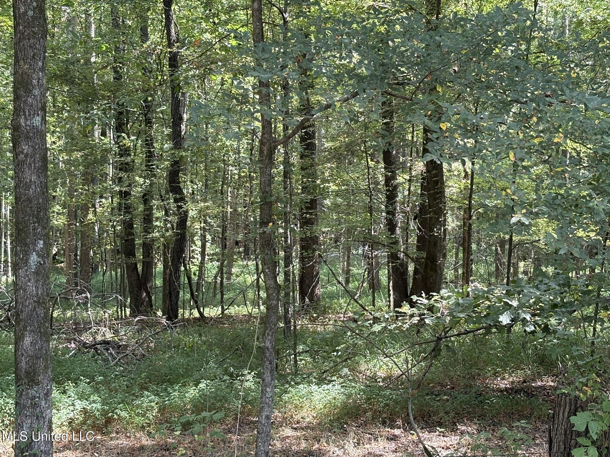 333 Paul White Road Como, MS 38619 - Photo 42 of 53 333 Paul White RD Woods4