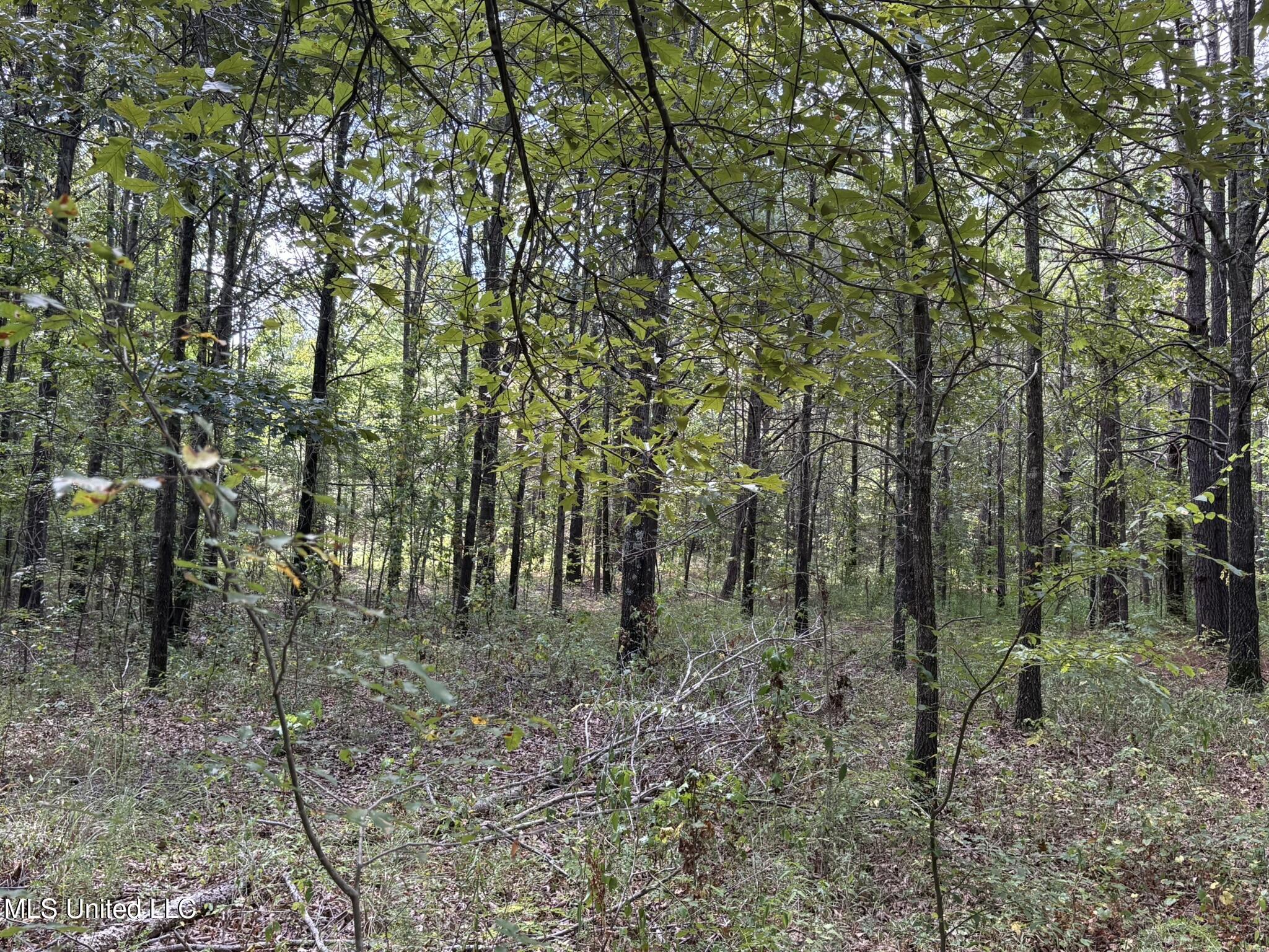 333 Paul White Road Como, MS 38619 - Photo 43 of 53 333 Paul White RD Woods5