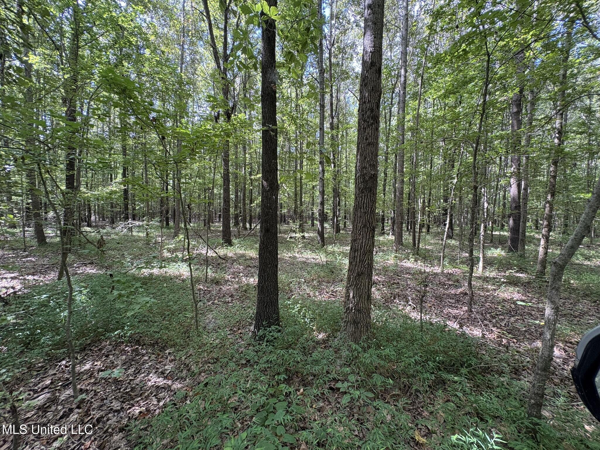 333 Paul White Road Como, MS 38619 - Photo 44 of 53 333 Paul White RD Woods6