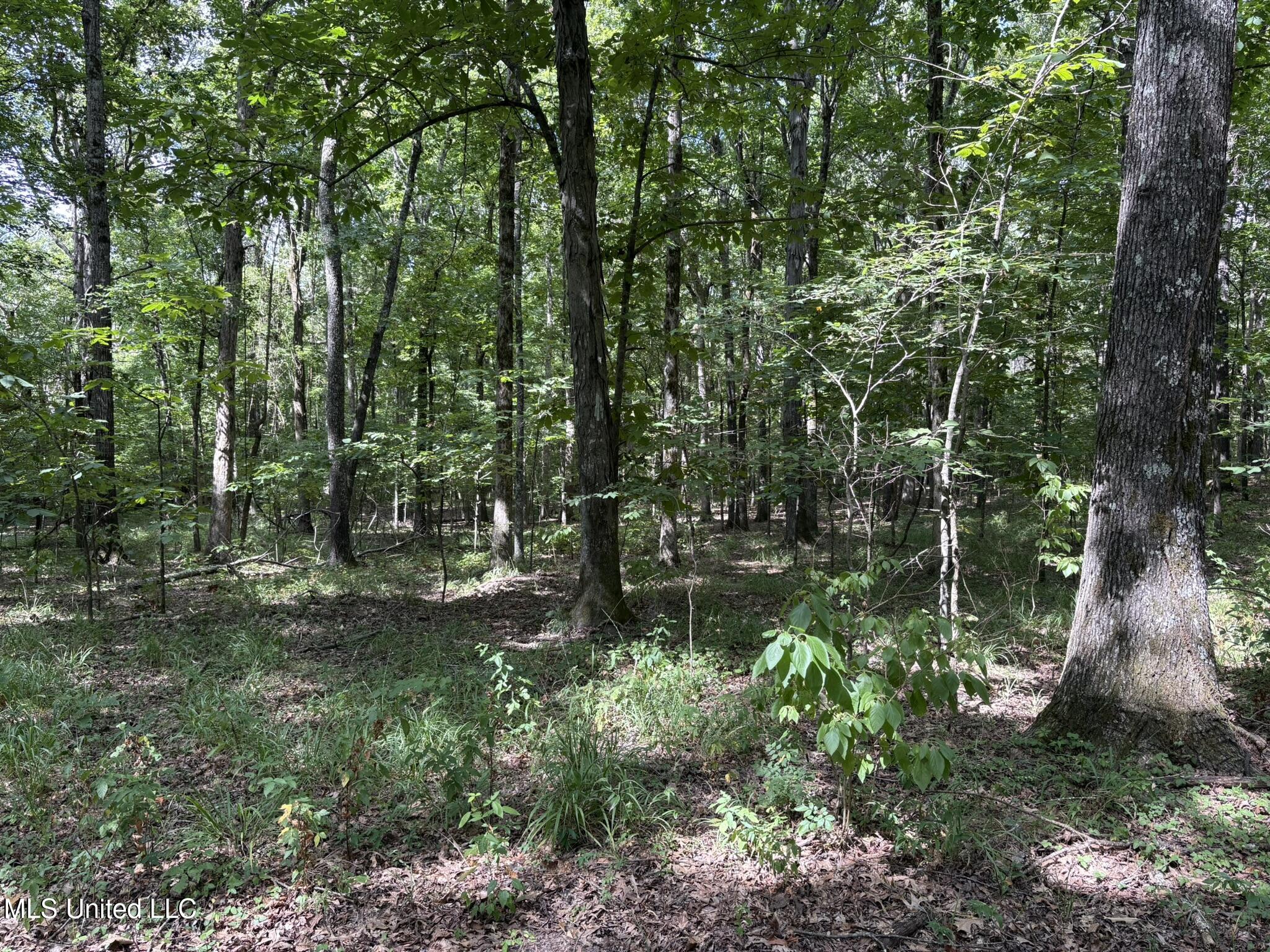 333 Paul White Road Como, MS 38619 - Photo 45 of 53 333 Paul White RD Woods7