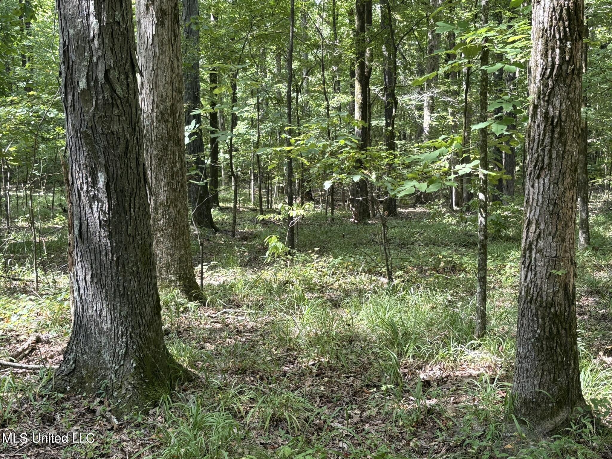 333 Paul White Road Como, MS 38619 - Photo 46 of 53 333 Paul White RD Woods8