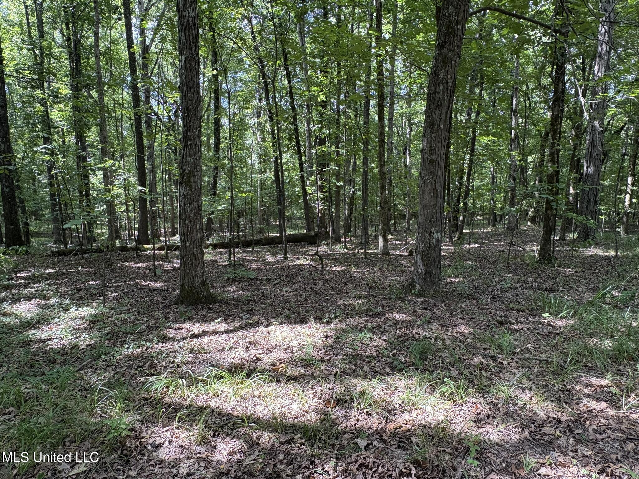 333 Paul White Road Como, MS 38619 - Photo 48 of 53 333 Paul White RD Woods10