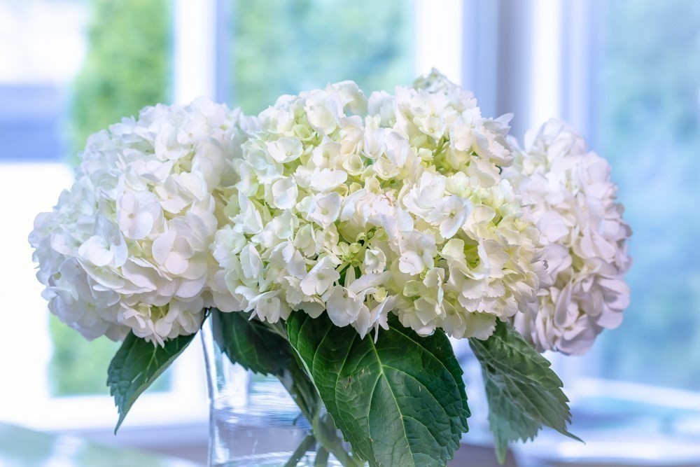 56 Fuller Place Franklin, MA 02038 - Photo 41 of 42 a white vase with white flowers