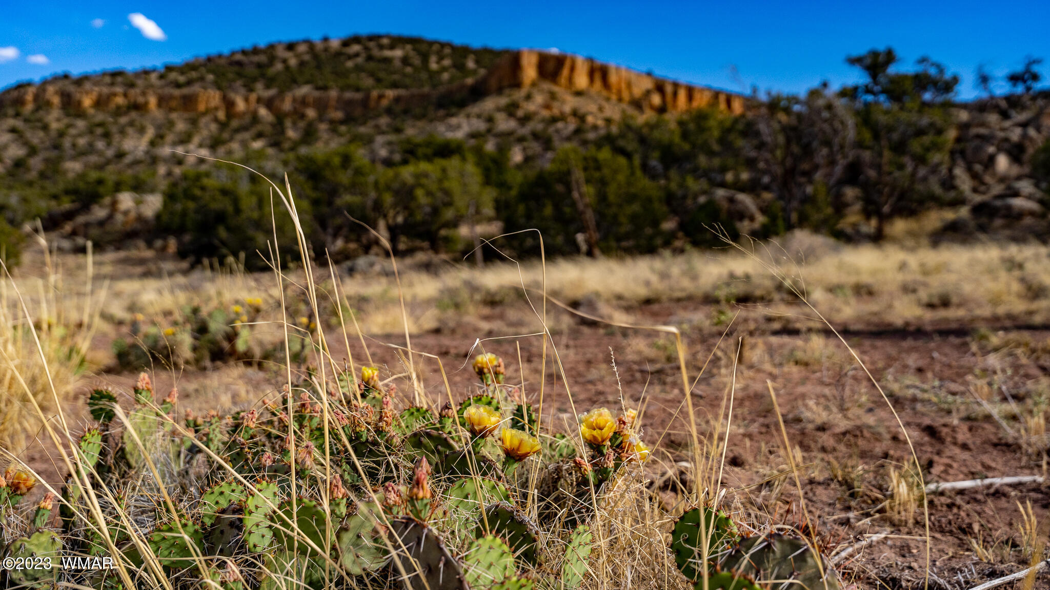 Tbd Tbd Last Mesa Ranch Concho, AZ 85924 - Photo 2 of 24