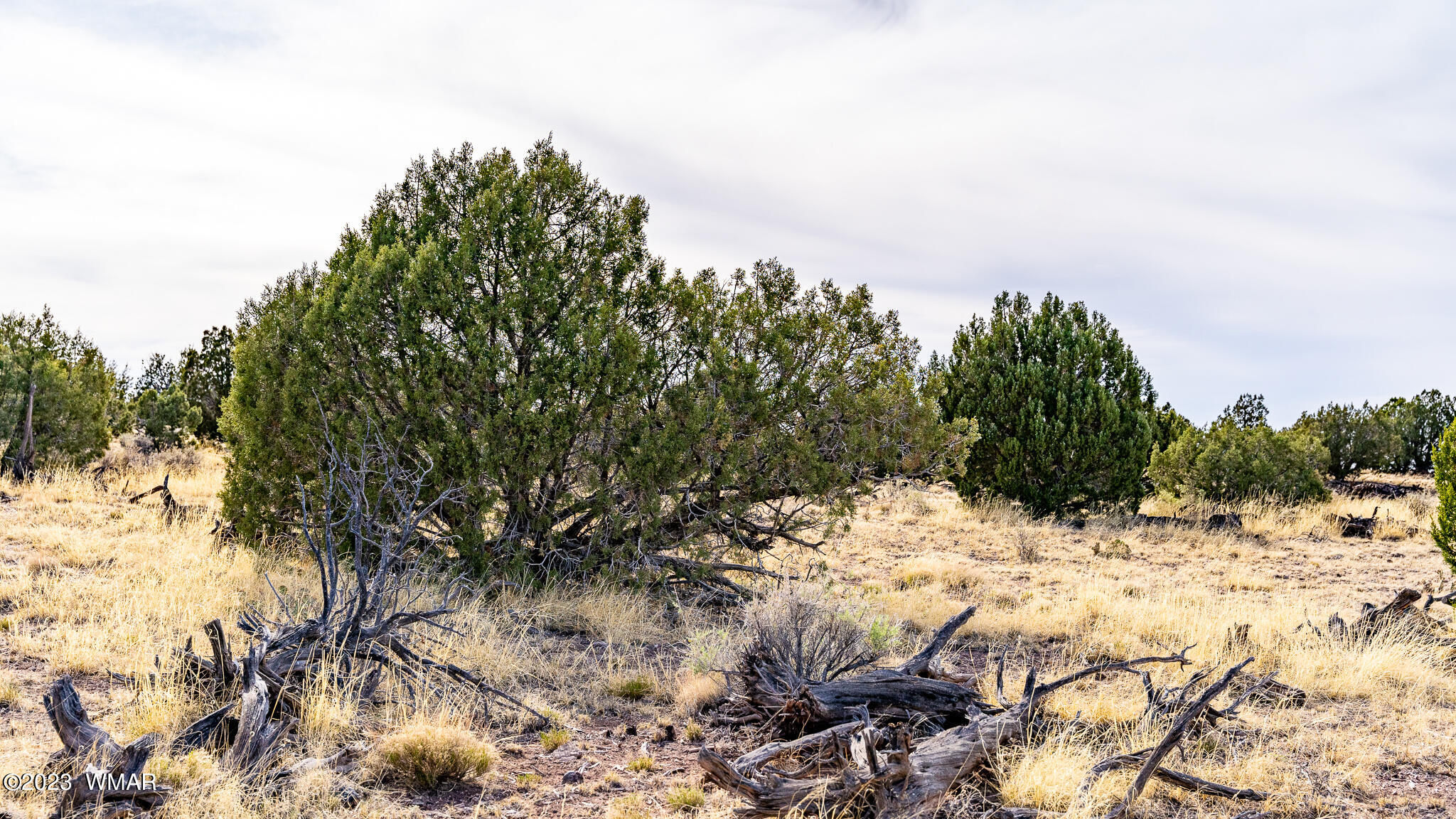 Tbd Tbd Last Mesa Ranch Concho, AZ 85924 - Photo 21 of 24