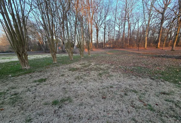 a view of a yard with tree s